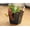 1 Plant, variant on Red Carnivorous Pitcher Plant - 1 Live Starter Plant - Nepenthes Lowii Ventricosa - Beautiful Bright Color