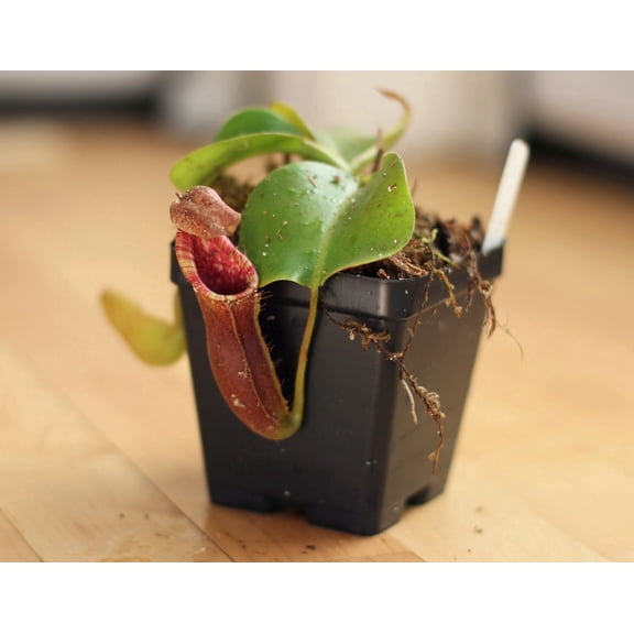 Red Carnivorous Pitcher Plant - 1 Live Starter Plant - Nepenthes Lowii Ventricosa - Beautiful Bright Color