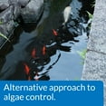 thumbnail image 4 of PondCare Microbial Algae Clean Freshwater Fish Organic Sludge, 64 oz, 4 of 5