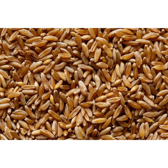 Organic Kamut Kernels
