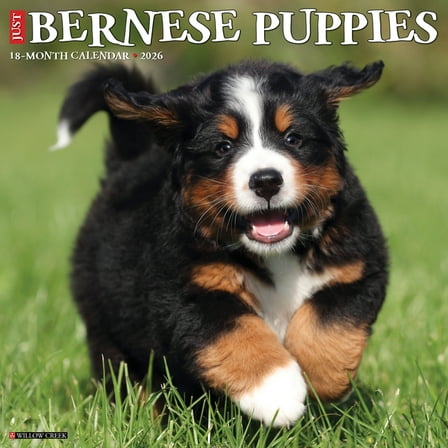 Bernese Mountain Puppies 2026 12 X 12 Wall Calendar, (Hardcover)