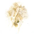 thumbnail image 2 of Hand Made Flower Accessories,Dried Flowers Colorful Fragrance Dried Flowers Color Dried Flowers Exceptional Reliability, 2 of 14