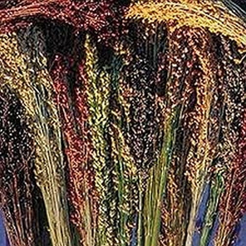 Broom Corn Seeds (40 Seed Pack)