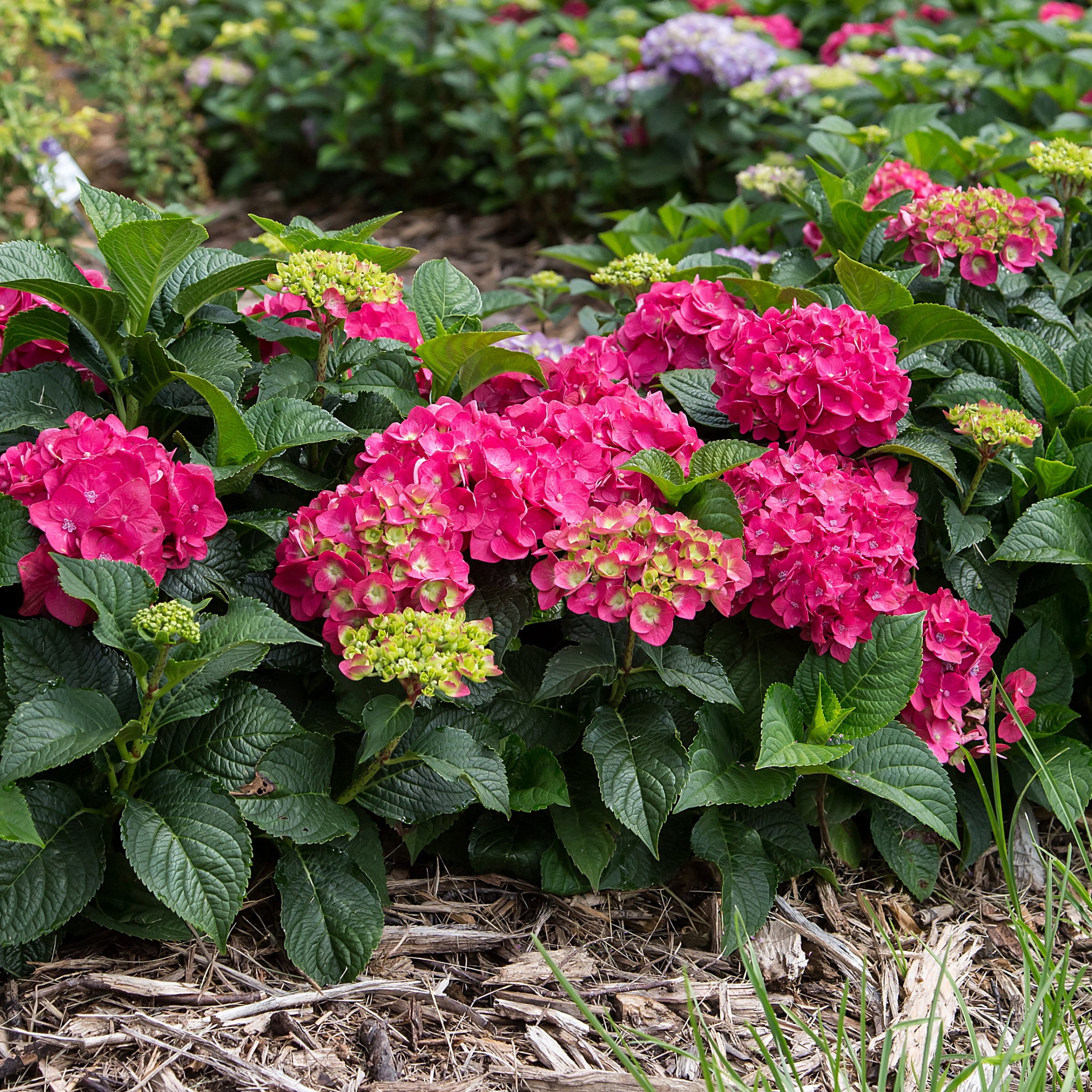 National Plant Network 1 gal. Hydrangea Endless Summer Summer Crush