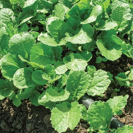Kale Seeds - Ethopian - 4 Oz ~34000 Seeds - Non-GMO Heirloom - Vegetable Garden & Microgreens