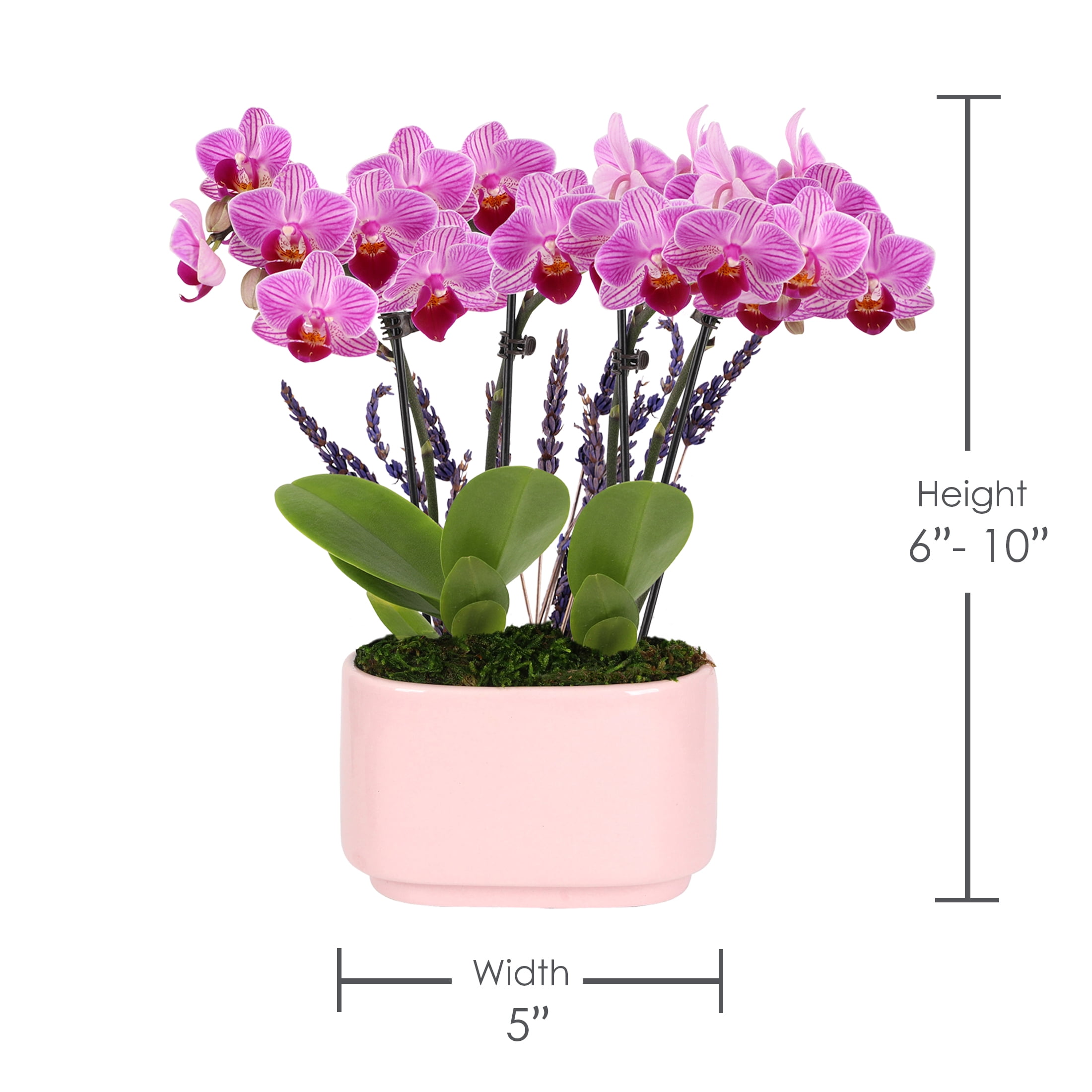 4IN Mini Pink Orchid Planter with Lavender – Pink Jan Pot