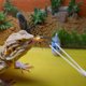 thumbnail image 4 of CHICHUMID 2Ud Pinzas Curvas Para Reptiles De Inoxidable Con Punta De Goma Para Terrario Y Acuario, 4 of 8