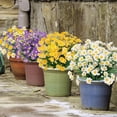 thumbnail image 5 of Daisy (376 Head) Artificial Flowers for Outdoor Summer Decor UV Resistant Fake Flowers Faux Plastic Greenery Shrub Plant for Wedding Indoor Home Porch Box Cemetery Décor(Color), 5 of 5