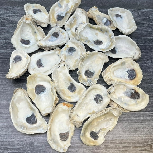 Oyster Shells, 3" - 4" inch Large Oyster Shells for Crafts (20pcs), Bulk Oyster Shells, Nautical Decor Vase Filler, Oyster Shells for Crafting, DIY Arts and Crafts, Farmed in USA