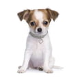 thumbnail image 3 of Crystal Diamond Pet Necklace for Adorable Furry Friends Sparkling Heart Charm, 3 of 5