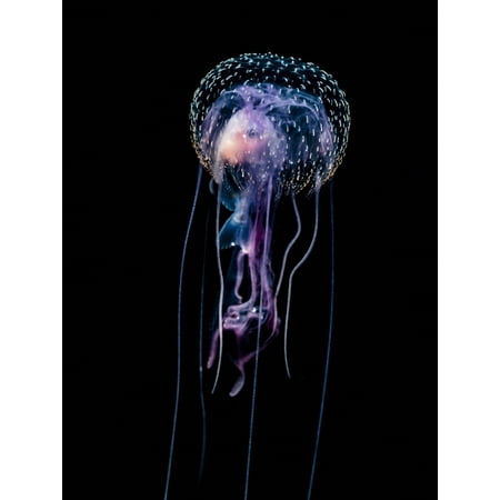 Jellyfish with fish prey photographed during a blackwater scuba dive several miles offshore of a Hawaiian Island at night Hawaii United States of America Poster Print by Thomas Kline  Design