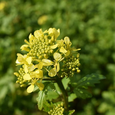 White Gold Mustard Seeds by Mighty Mustard - 4 Oz - Non-GMO, Open Pollinated Farm & Garden Cover Crop