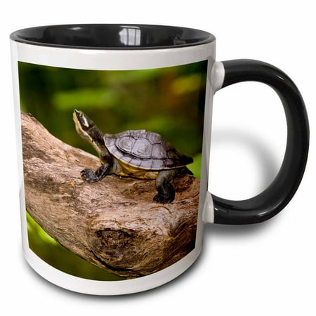 

3dRose Northern Snake-necked Turtle-AU01 BFR0007 - Bernard Friel - Two Tone Black Mug 11-ounce