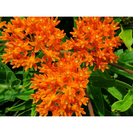 Butterfly Milkweed Native Seeds for Planting (100 Seeds) - Asclepias tuberosa - Great for Butterflies and Pollinators