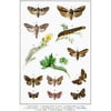 Laminated Owlet and Red Sword Grass Moths Illustration Insect Wall Art of Moths and Butterflies butterfly Illustrations Insect Poster Moth Print Poster Dry Erase Sign 24x36