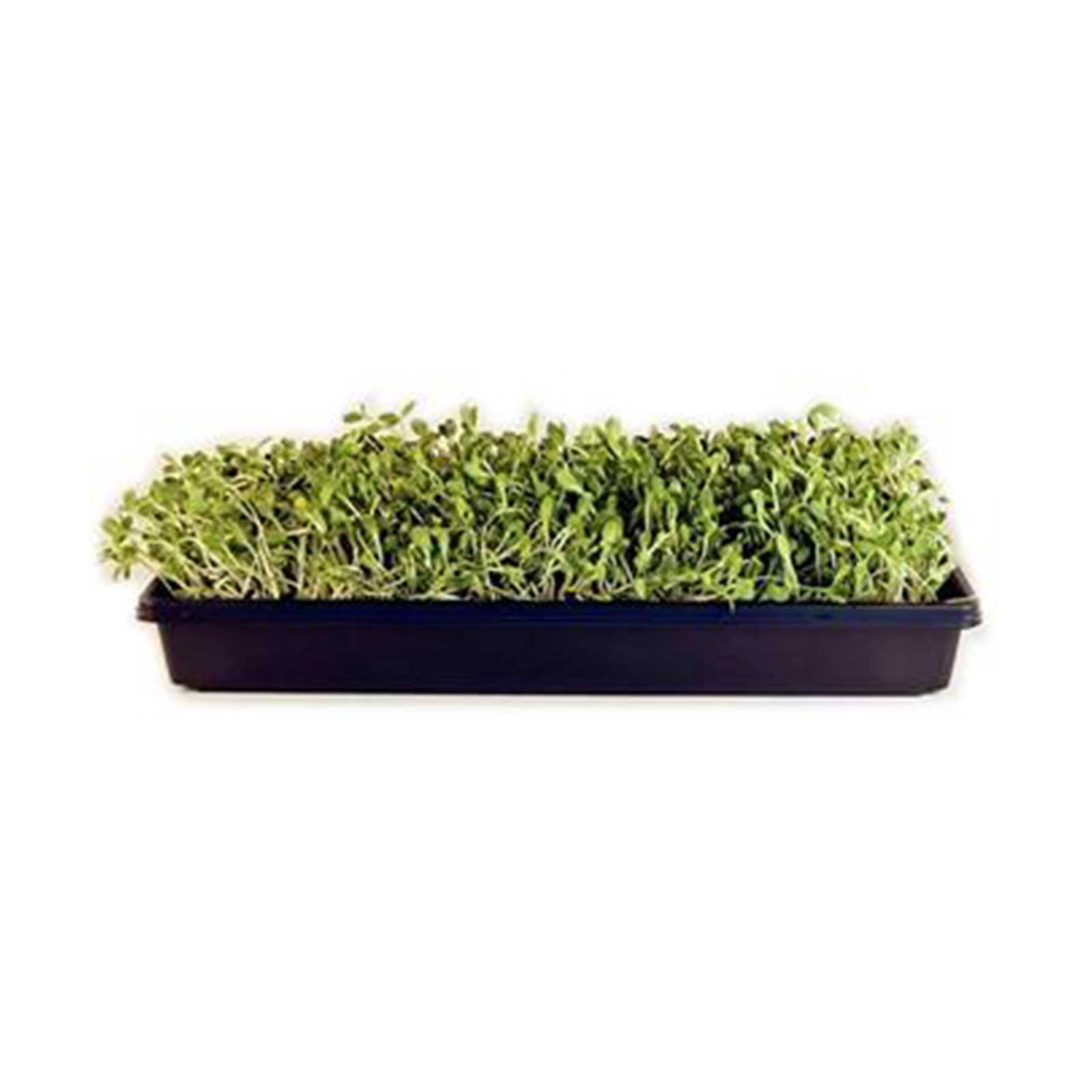 Microgreens Growing Kit - Grow Micro Greens & Baby Salad - Soil Based Indoor Garden: Sunflower, Buckwheat, Pea & More