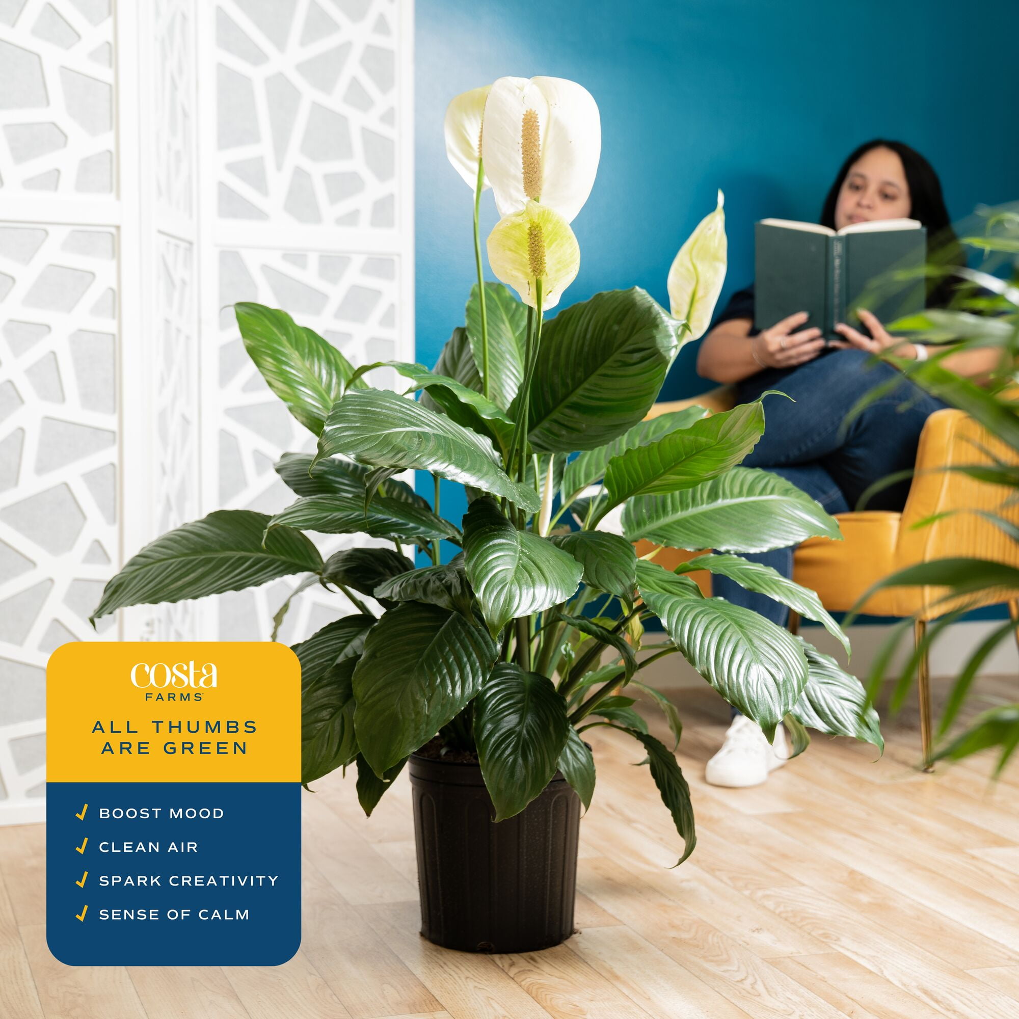 Costa Farms 12" Spath, Peace Lily Live House Plants in 10" Grower Pot
