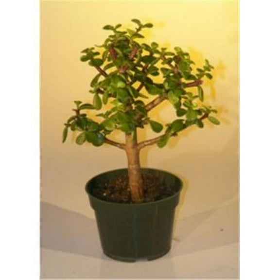 Bonsai Boy e2248 Pre Bonsai Baby Jade Bonsai Tree - Portulacaria Afra - Medium