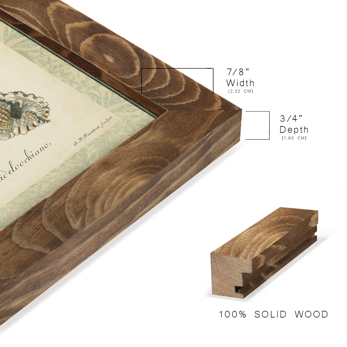 Bookplate Shells VII - Framed Print w/glass - Walnut