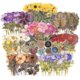 thumbnail image 1 of Pressed Flower Themed Stickers Set (320 Pieces) Dried Flowers Resin Stickers Decals Floral Botanical Journaling Stickers for Scrapbook Supplies Junk J, 1 of 2
