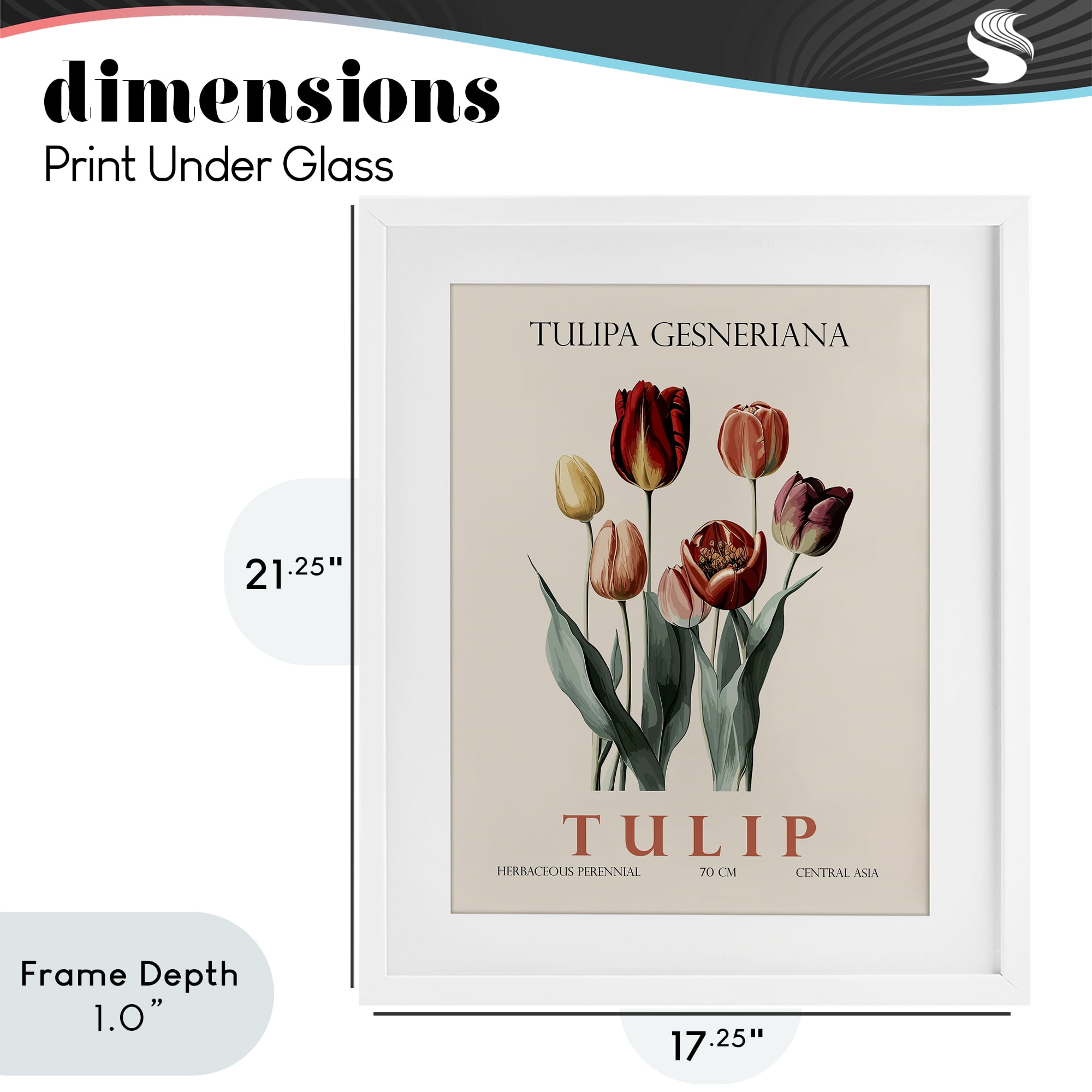 Stupell Industries Natural Tulip Bundle White Framed Print Under Glass, design by Christopher Giampietro