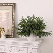 Minibee Norfolk Pine Stems 18 Inch, 16 Pack Real Touch Artificial Norfolk Pine Branches Faux Greenery for Christmas Decor, Garland