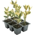 thumbnail image 5 of 6 Silver King Euonymus, Live Plants – Euonymus Japonica – Hardy Variegated Evergreen Shrub in 2.5” Nursery Cubes – Low-Maintenance & Highly Adaptable for Landscaping, 5 of 9