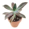 thumbnail image 4 of Graptoveria Fred Ives (4"+ Plastic Pot) - Tiny, Lovely, Easy to Care Succulent for Beginners - Live Succulent for Home Office, 4 of 6