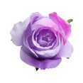 thumbnail image 2 of Paquete Piezas de Flores , Cabezas de Rosas Artificiales, Flores , Suministros DIY Púrpura Macarena cabezas de flores artificiales, 2 of 8