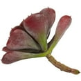 thumbnail image 5 of Nearly Natural 6" Plastic/Polyester Echeveria Succulent Artificial Plant (Set of 12), Red, 5 of 5
