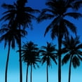 thumbnail image 2 of Jensen, Mia 26x26 White Modern Wood Framed Museum Art Print Titled - Palms Black on Blue I, 2 of 4