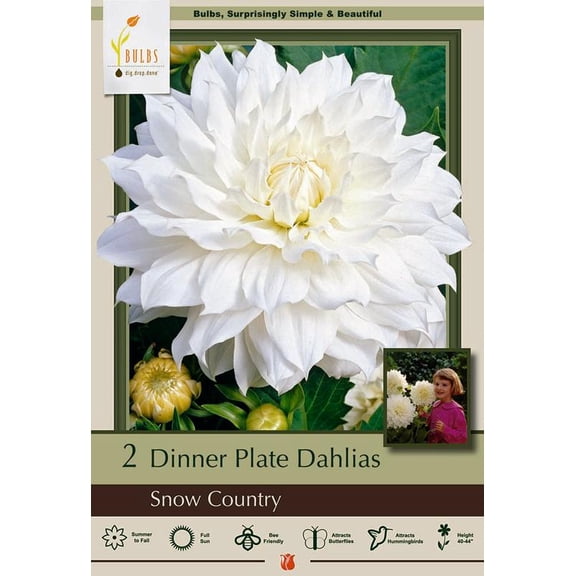 Snow Country Dinnerplate Dahlia - 2 Bulb Clumps