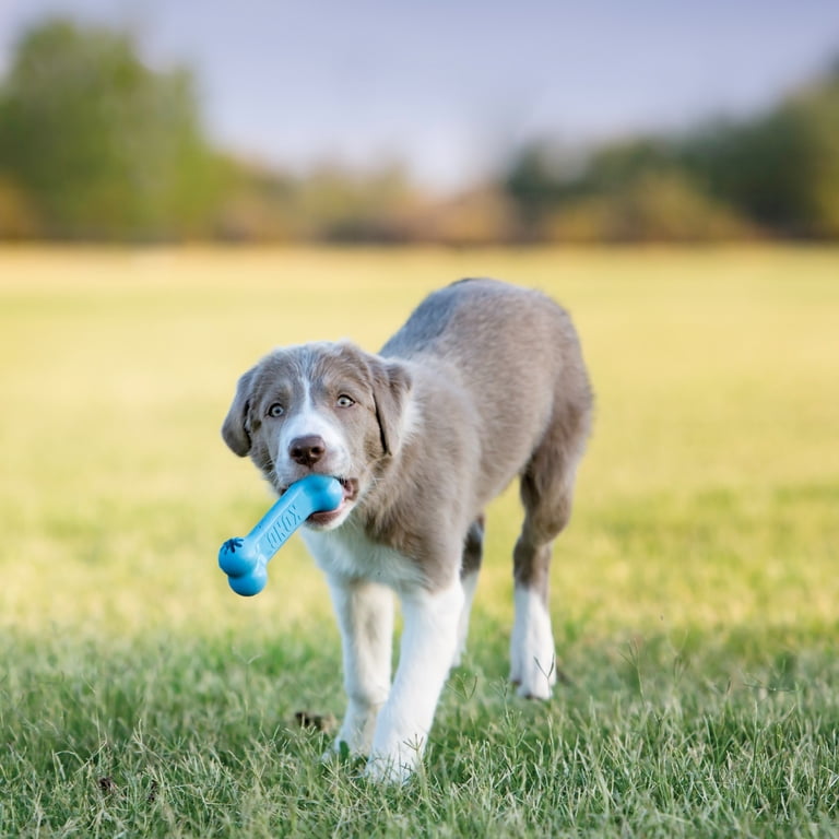 KONG Puppy Goodie Bone, Small Blue Chew Toy photo 2