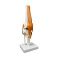 thumbnail image 1 of Modelo de articulación de la humana, con ligamento de , modelo anatómico de tamaño natural 1: 1, 1 of 9