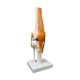 thumbnail image 1 of Modelo de articulación de la humana Herramienta de enseñanza del modelo anatómico 1: 1 Tamaño de vida con ligamentos para el aprendizaje, 1 of 9