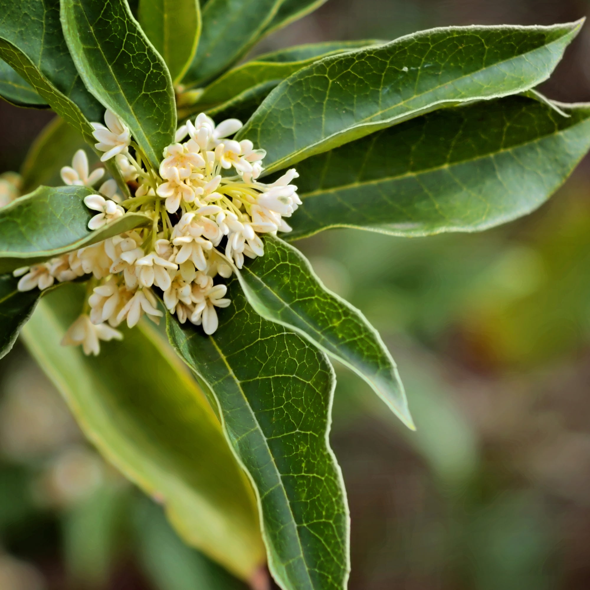 Expert Gardener 1-1.5 ft tall Green Sweet Olive Live Shrub in 1- Gallon Grower Pot