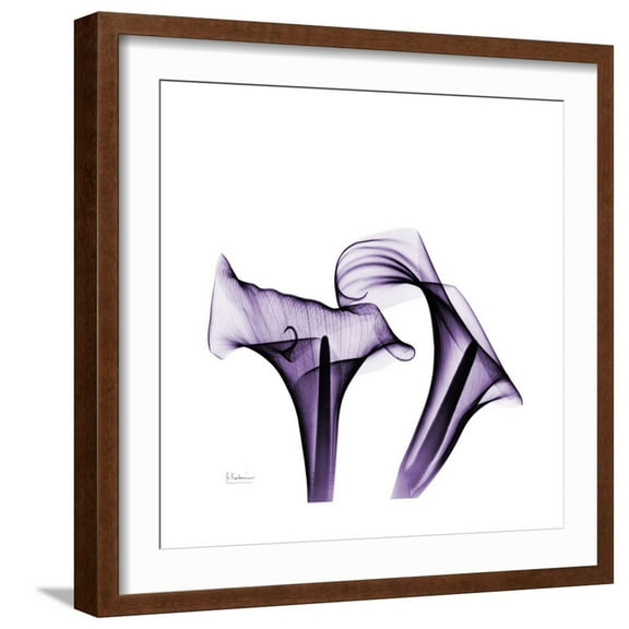 Art.com Grape Calla Lilies 1 Premium Giclee Print by Albert Koetsier, Brown Frame Wall Art, 21" x 21"