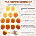 thumbnail image 2 of 2025 High intensity LED egg tester for monitoring chicken cutter egg incubator, 2 of 5