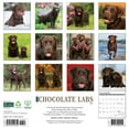 thumbnail image 2 of 2025 Willow Creek Press Monthly Wall Calendar, 12" x 12" , Chocolate Labs, January 2025 to December 2025, 42359, 2 of 4