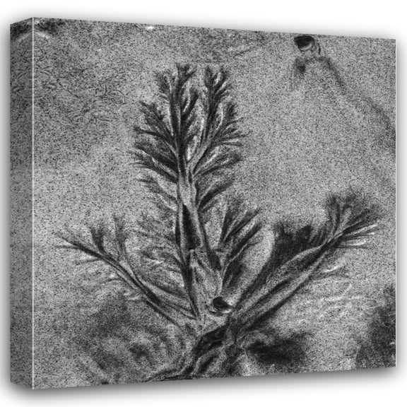 Lee Peterson 15x15 Gallery Wrapped Canvas Wall Art Titled - Texture Sand VIII