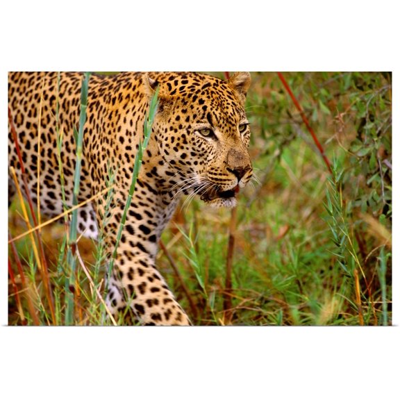 Great BIG Canvas | "Male Leopard" Art Print - 48x32