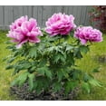 thumbnail image 3 of 10+ Seeds| Chojuraku tree peony Flower Seeds for planting in the garden- perennial plant #B050 [BUY 3 GET 1 FREE ], 3 of 5