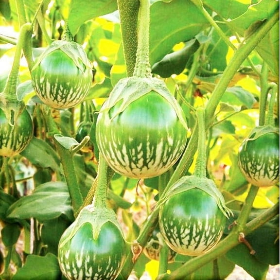 TomorrowSeeds - Petch Siam Thai Eggplant Seeds - 200 Count - For 2026 Planting Small Green Brinjal