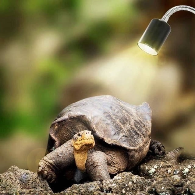 Turtle Reptile Heating Lamp for Aquarium Lighting 25W UVA UVB with Long Base 360° Rotation (with Bulb)