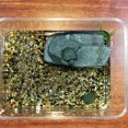 thumbnail image 3 of 1Pc Turtle Climb Platform Turtle Bask Platform Landscaping Decor (Light Grey), 3 of 8