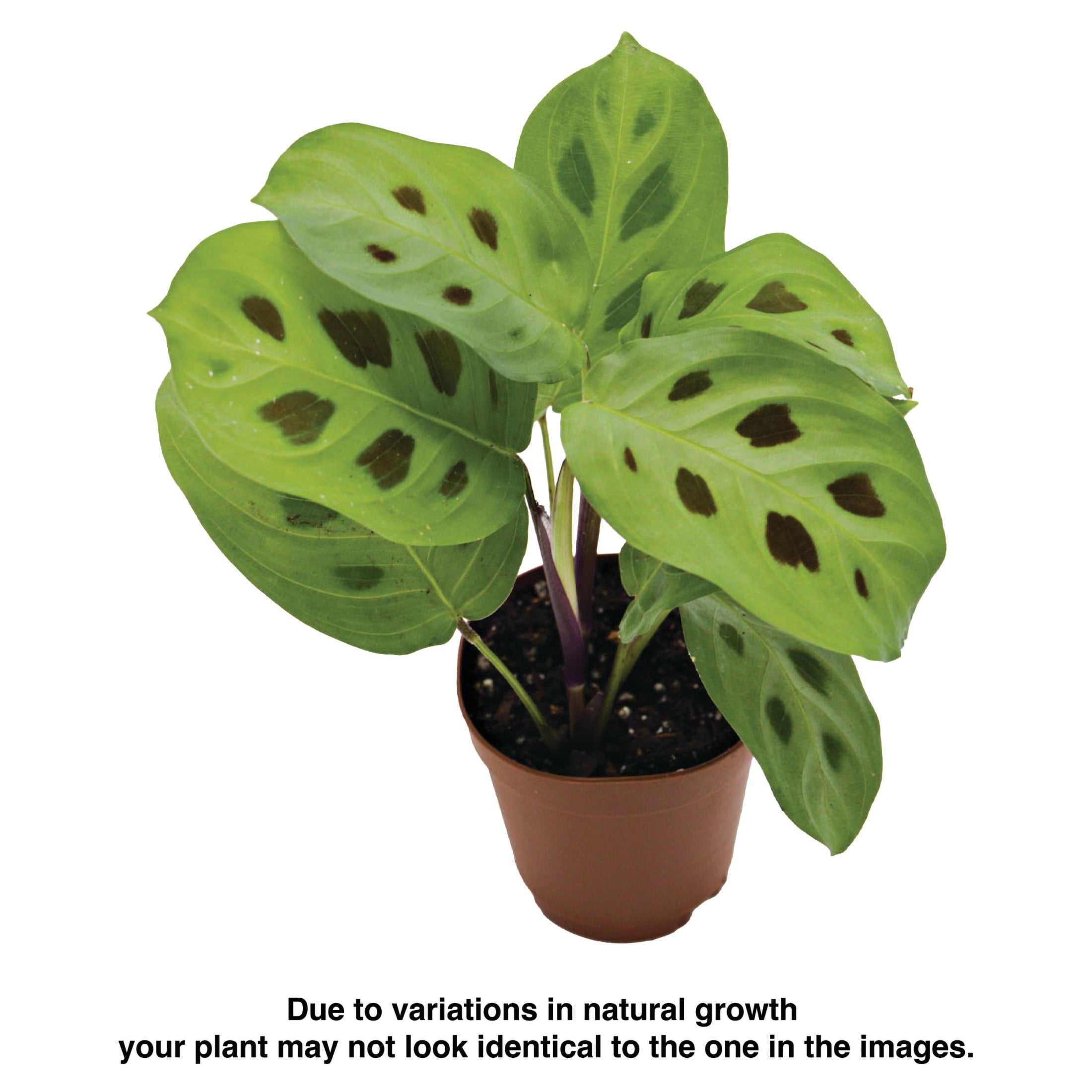ReptiCulture Maranta Tropical 2" Pot 3 pk