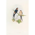 thumbnail image 2 of John Gould 11x14 Black Ornate Wood Framed Double Matted Museum Art Print Titled: Western Mosque-Swallow (1850-1883), 2 of 5