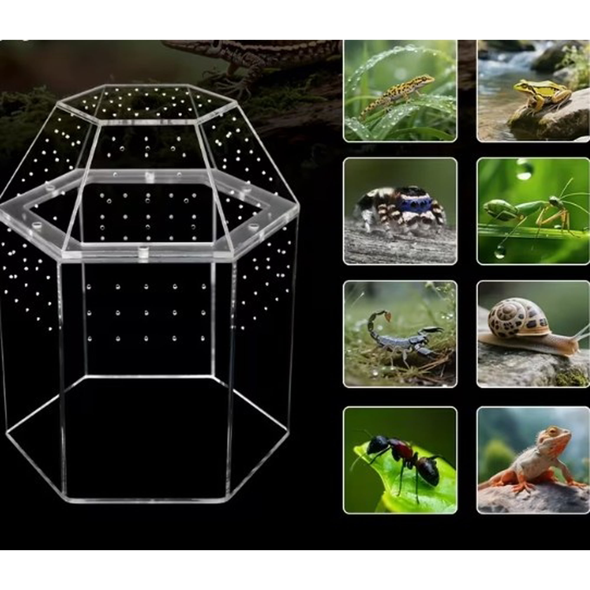 Acrylic Jumping Spider Habitat, Polygonal Enclosure for Small Reptiles, Tarantulas, Geckos with Moss Decor