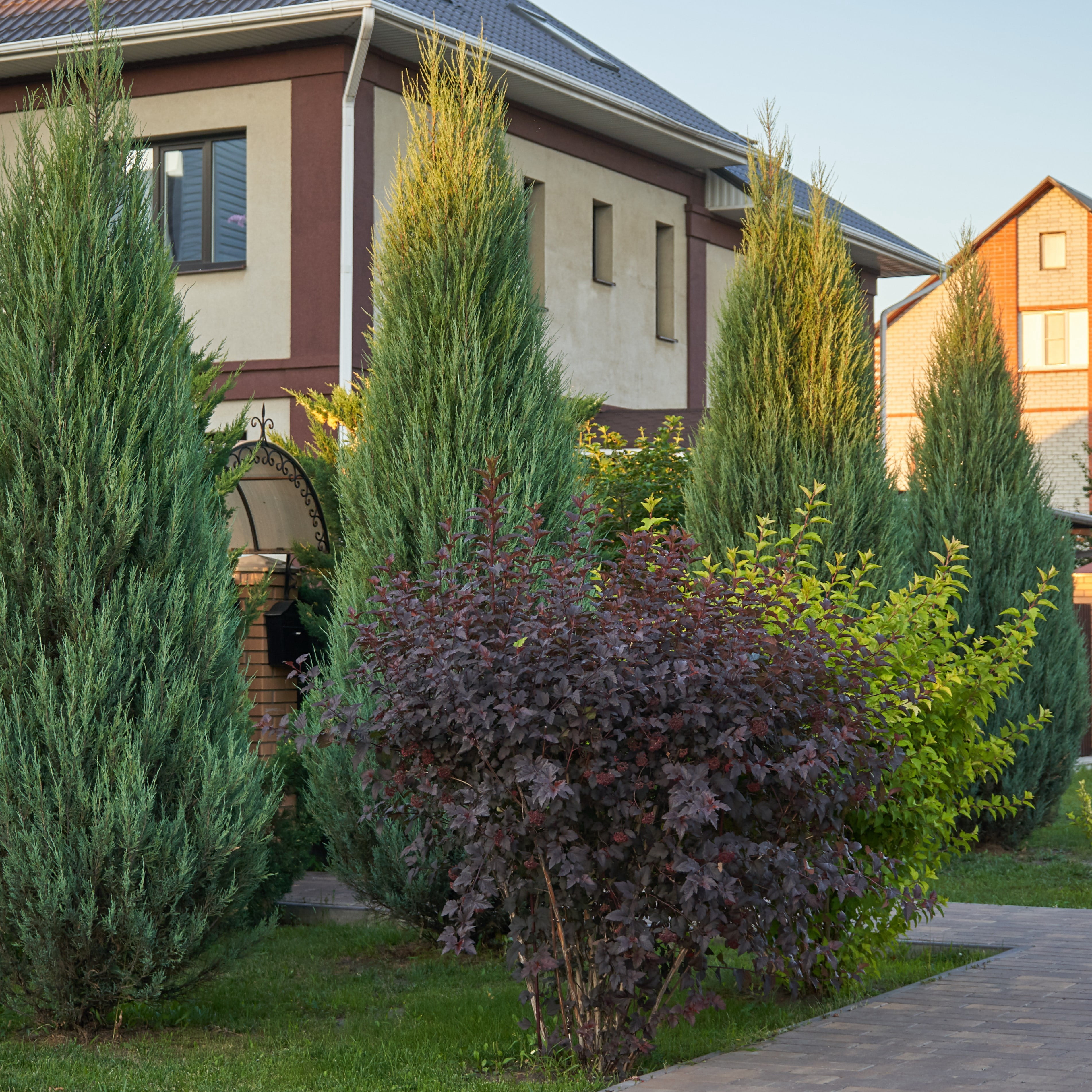 Expert Gardener Blue Point Juniper (2.5 Quart) Evergreen Tree with Blue-Green Foliage - Full Sun Live Outdoor Plant