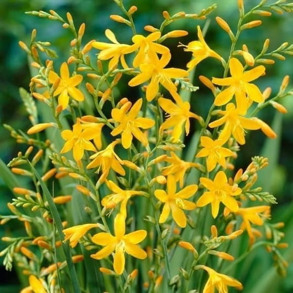 Crocosmia George Davidson Flower Bulbs for Planting - Easy to Grow, Amazing Color (10 Bulbs)